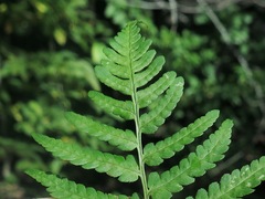 Dryopteris celsa