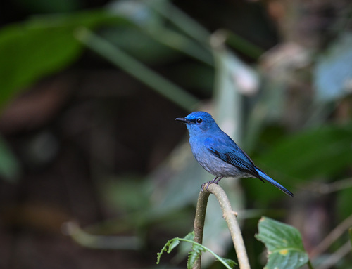 Pale Blue Flycatcher (Cyornis unicolor), photo 10