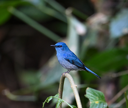 Pale Blue Flycatcher (Cyornis unicolor), photo 9