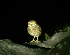 Athene cunicularia rostrata