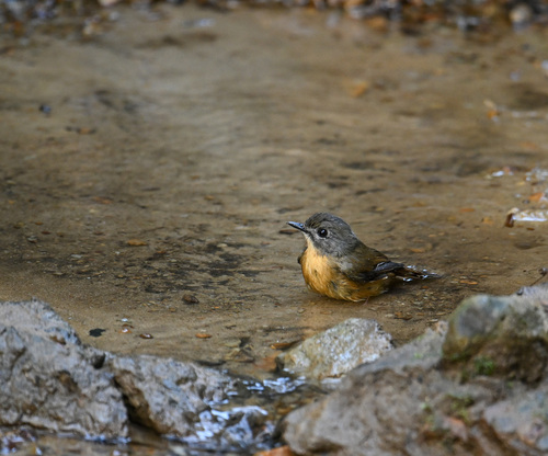 Pale-chinned Flycatcher (Cyornis poliogenys)