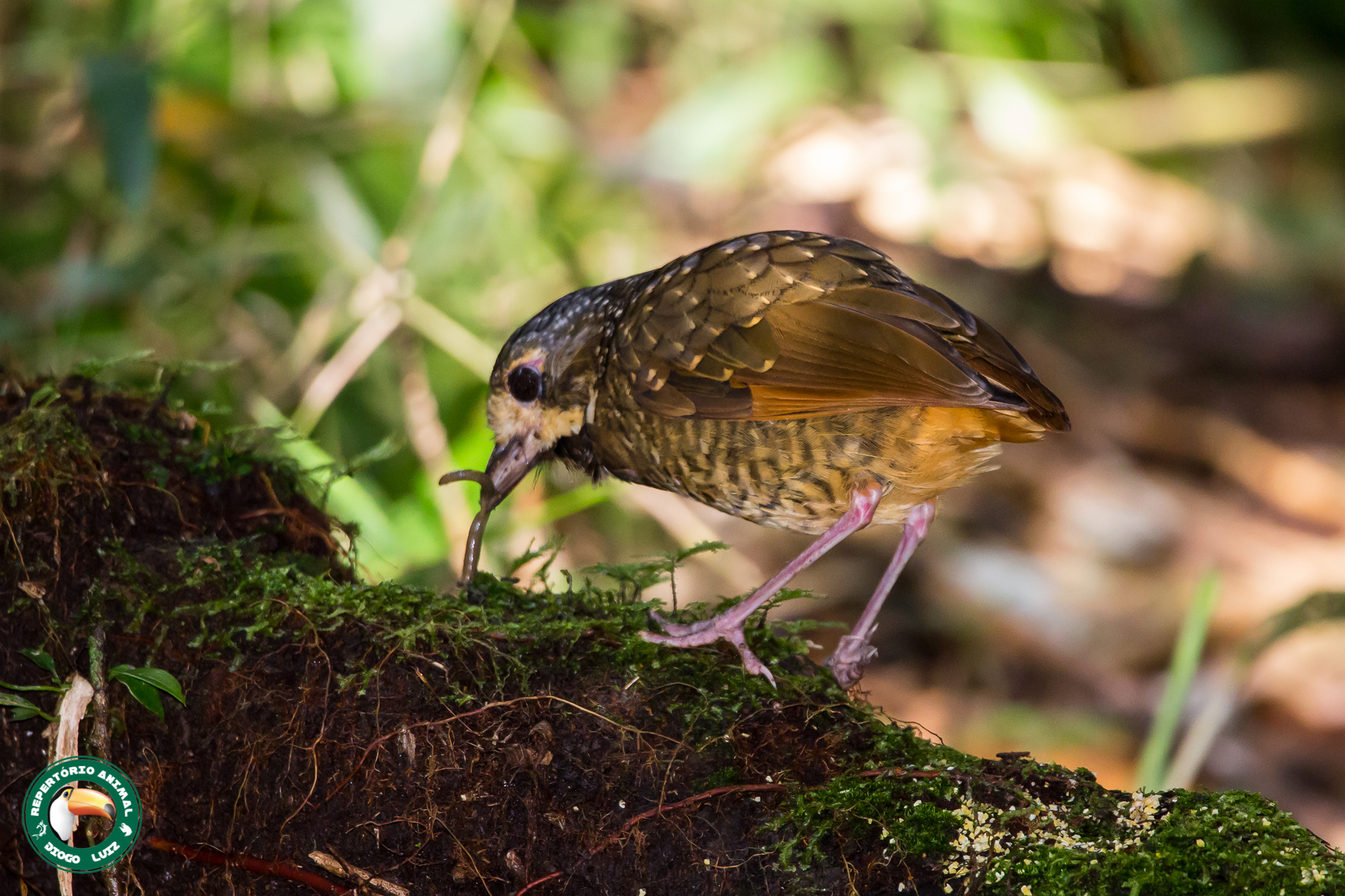 Variegated Antpitta (Grallaria varia), photo 3