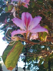 Bauhinia variegata variegata