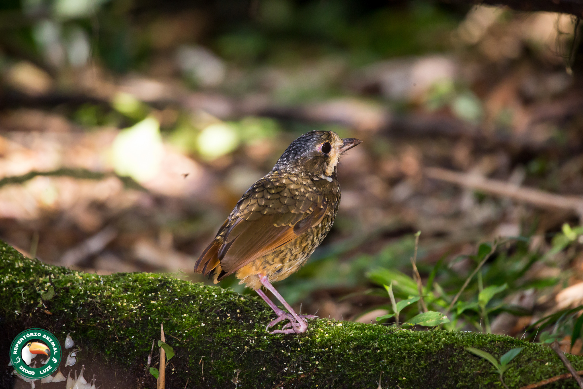 Variegated Antpitta (Grallaria varia), photo 2