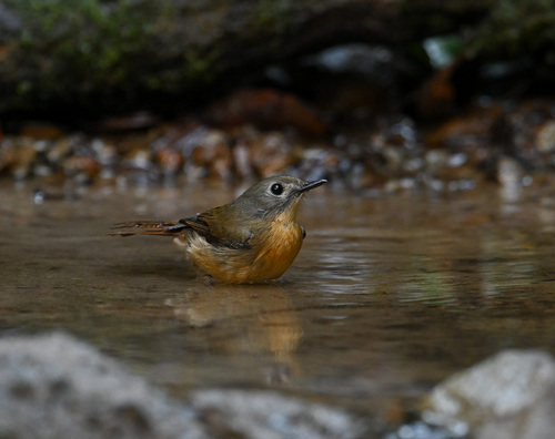 Pale-chinned Flycatcher (Cyornis poliogenys), photo 2