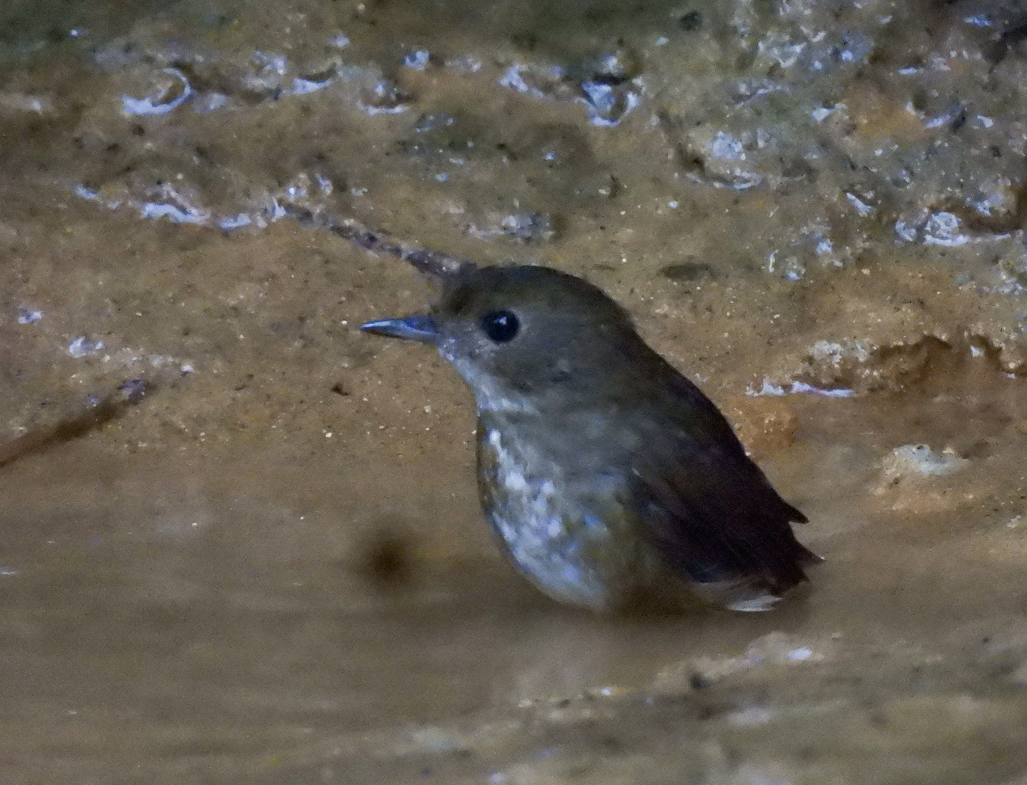 Lesser Shortwing (Brachypteryx leucophris), photo 9