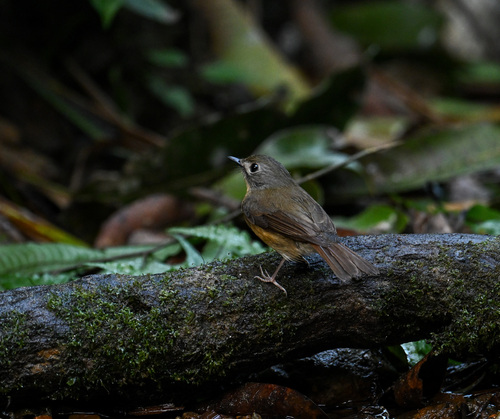 Pale-chinned Flycatcher (Cyornis poliogenys), photo 6