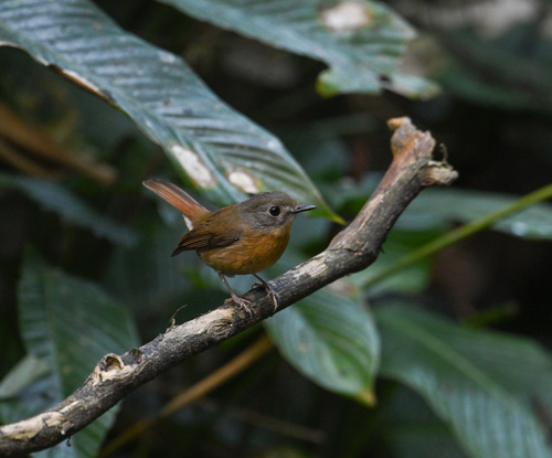 Pale-chinned Flycatcher (Cyornis poliogenys), photo 7