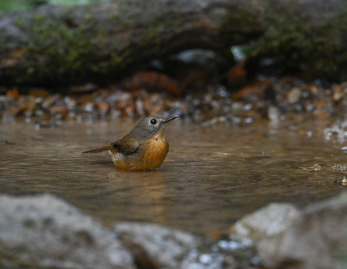 Pale-chinned Flycatcher (Cyornis poliogenys), photo 8