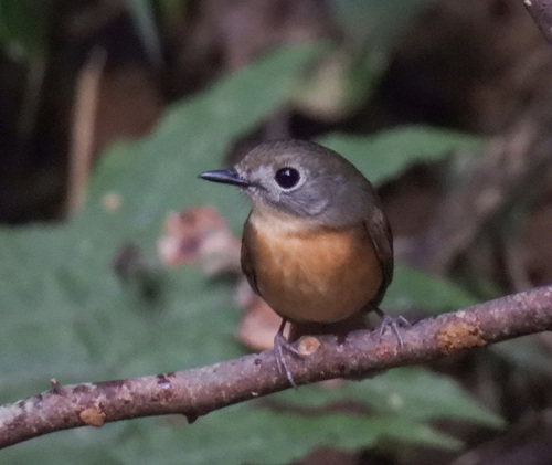 Pale-chinned Flycatcher (Cyornis poliogenys), photo 9