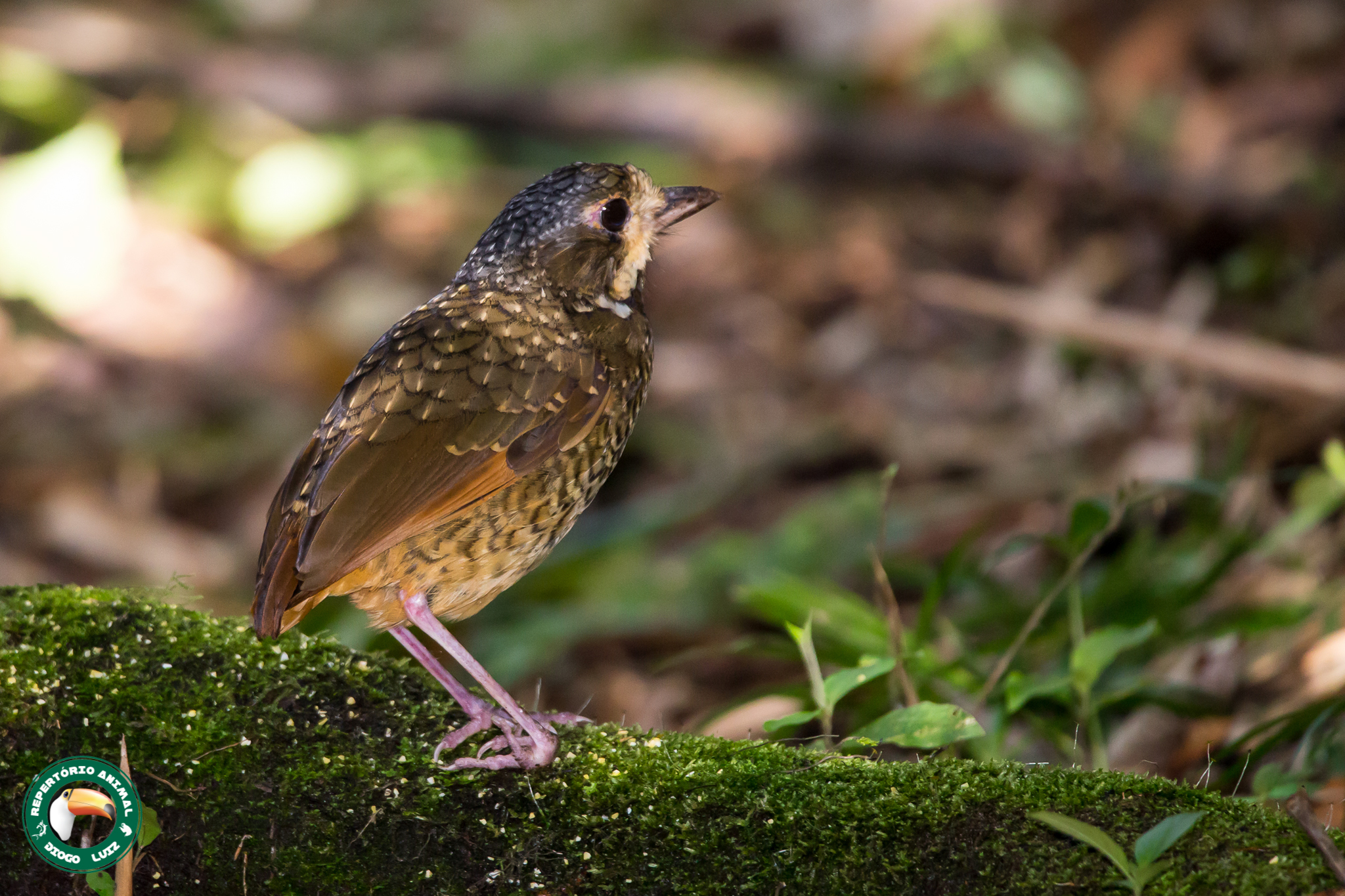 Variegated Antpitta (Grallaria varia), photo 1