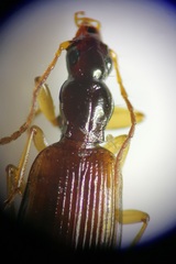 Oxypselaphus obscurus