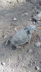 Phrynosoma