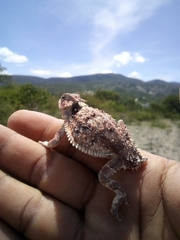 Phrynosoma