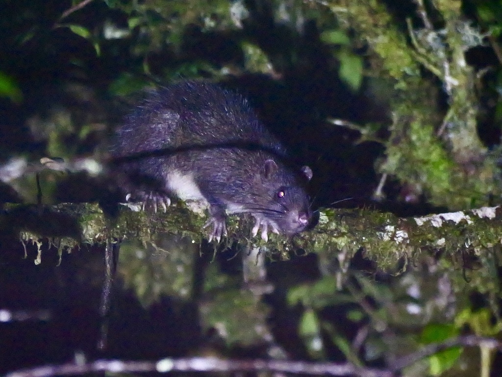 Black-Tailed Uromys