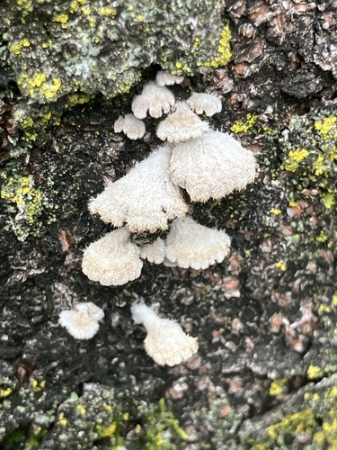 Schizophyllum commune