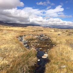 Potentilla basaltica