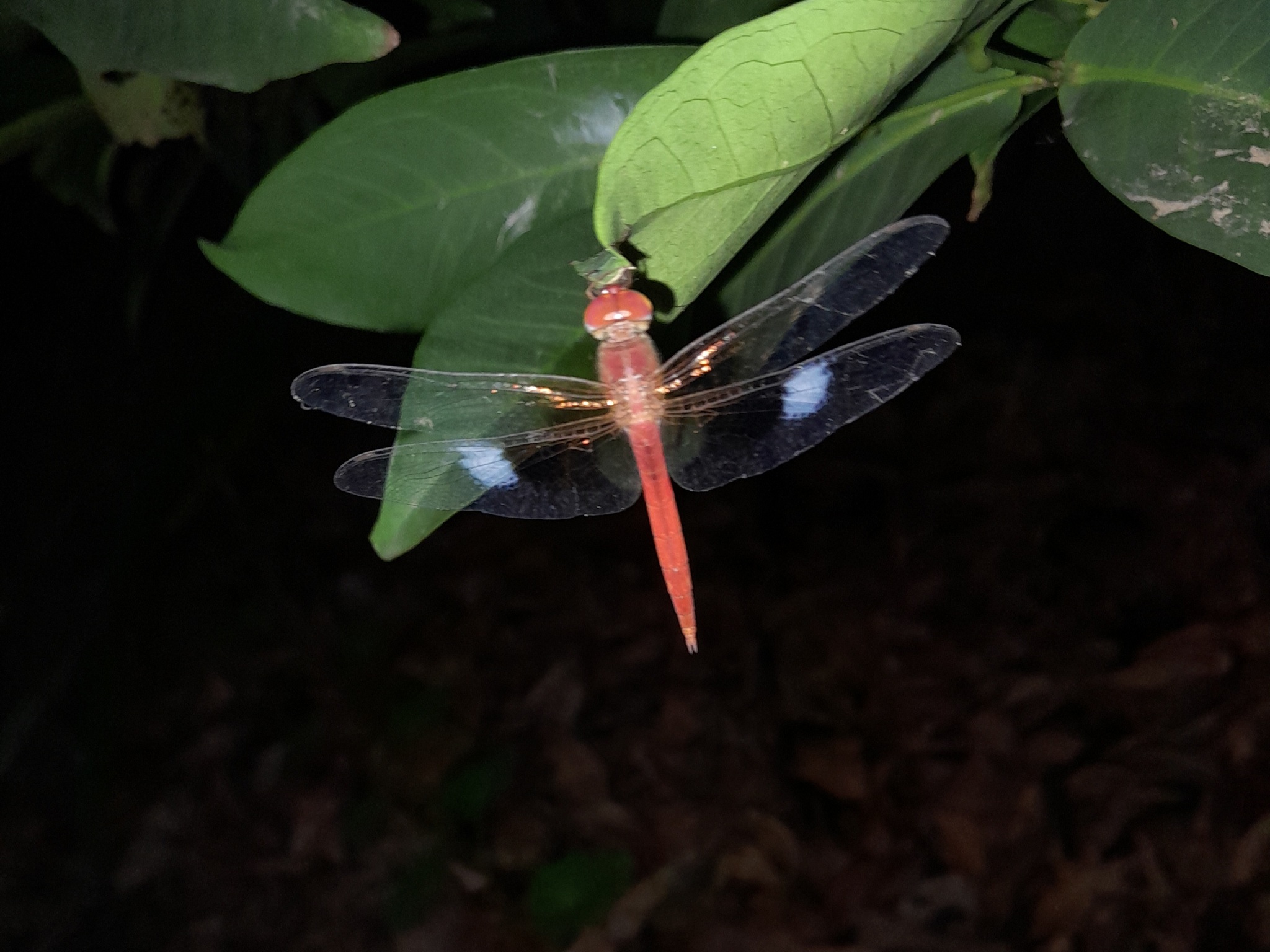 Coral-Tailed Cloudwing