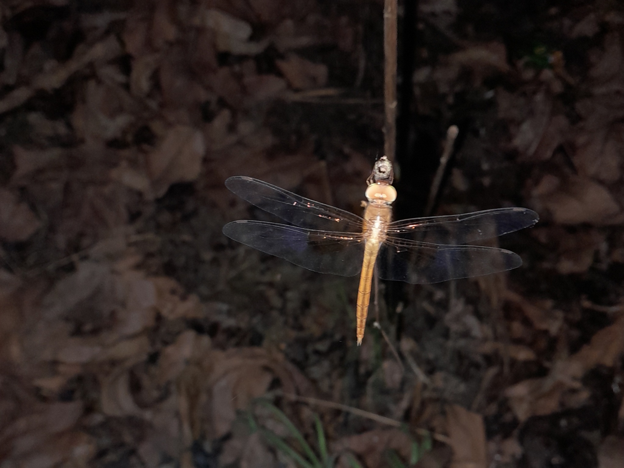 Coral-Tailed Cloudwing