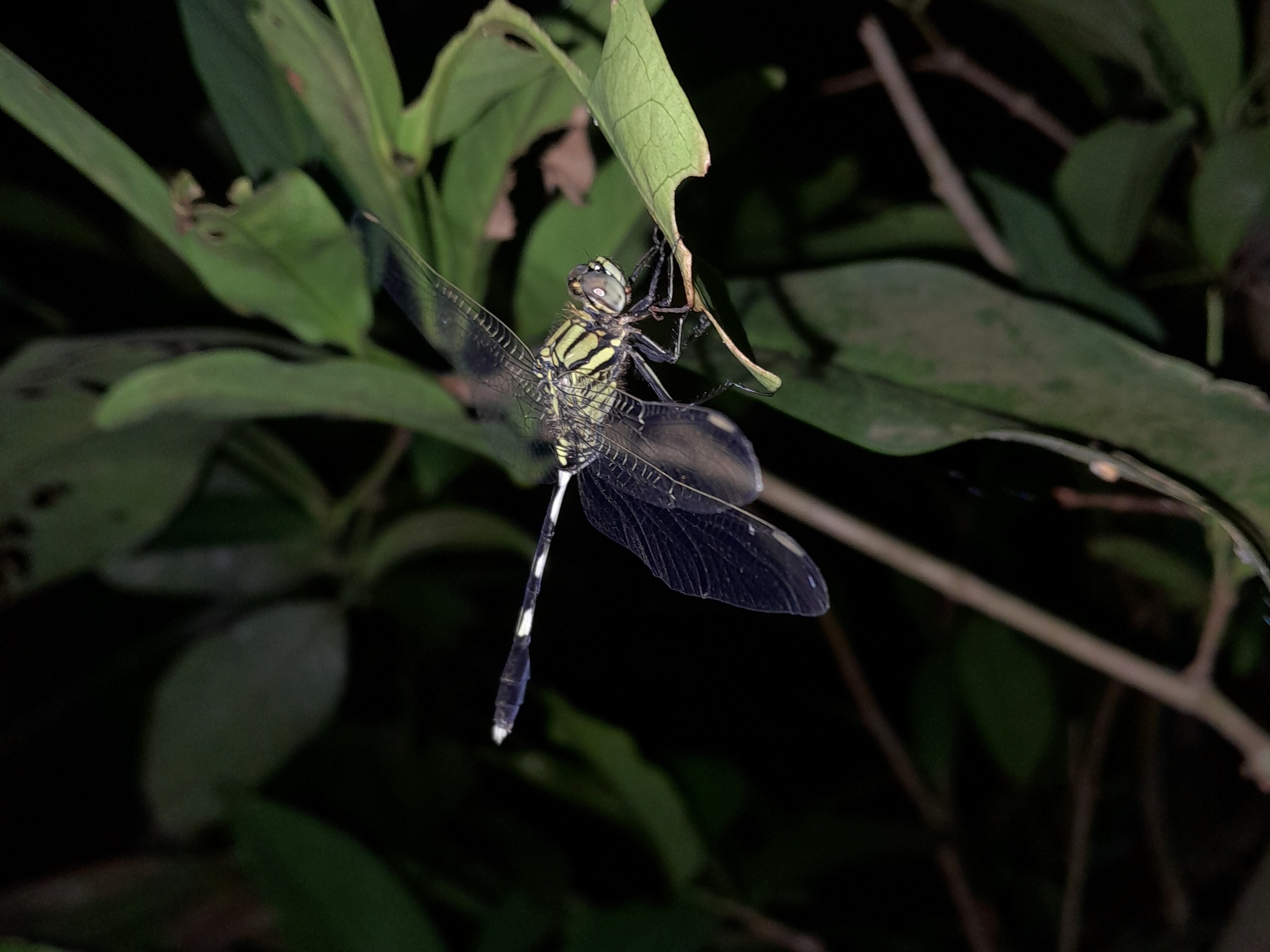 Slender Skimmer
