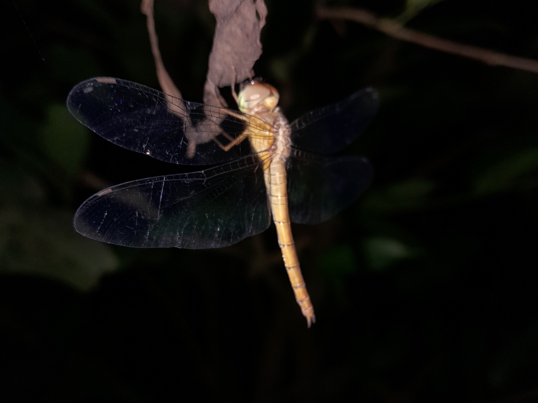 Coral-Tailed Cloudwing
