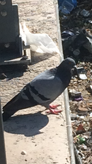Columba livia domestica