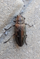 Chalcophora mariana massiliensis