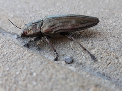 Chalcophora mariana massiliensis