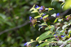 Ceratostigma willmottianum