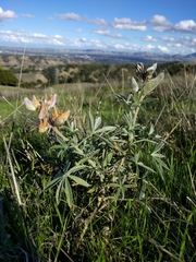 Lupinus formosus