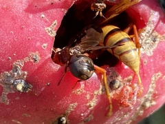 Diacrita costalis