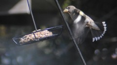 Coccothraustes vespertinus brooksi