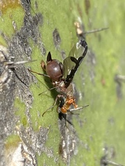 Diacrita costalis
