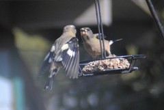 Coccothraustes vespertinus brooksi