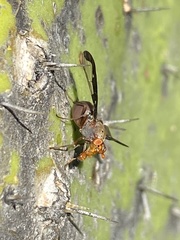 Diacrita costalis
