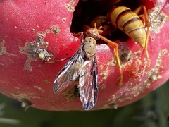 Diacrita costalis