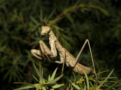 Bolivaria brachyptera