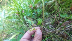 Botrychium hesperium