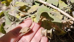 Calystegia malacophylla malacophylla