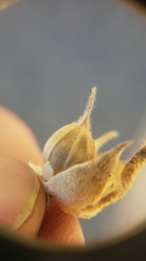 Calystegia malacophylla malacophylla