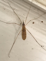 Tipula ultima