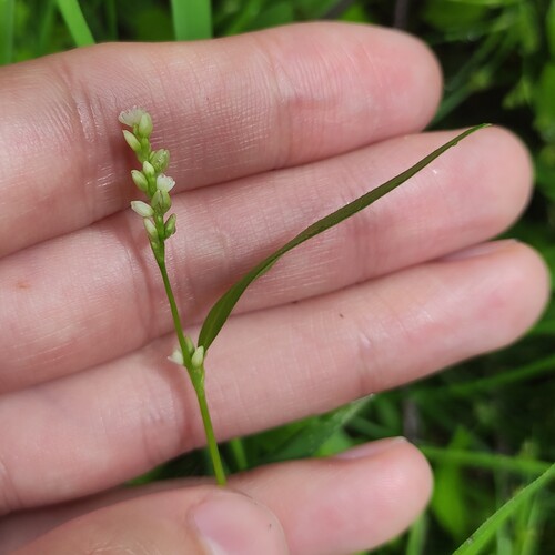 Small water-pepper (Persicaria minor)