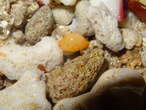 Cypraea bistrinotata observed 2025-07-12