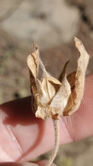 Calystegia malacophylla malacophylla