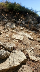 Eriogonum nudum nudum