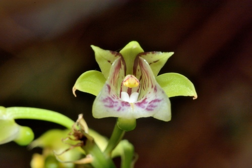 Eulophia pulchra