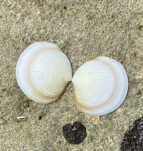 Codakia punctata observed 2025-07-16