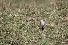 Cisticola chiniana