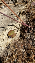 Eriogonum nudum nudum