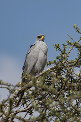 Melierax poliopterus